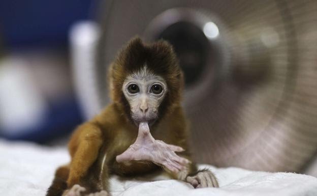 Monos modificados reciben genes relacionados a la inteligencia humana