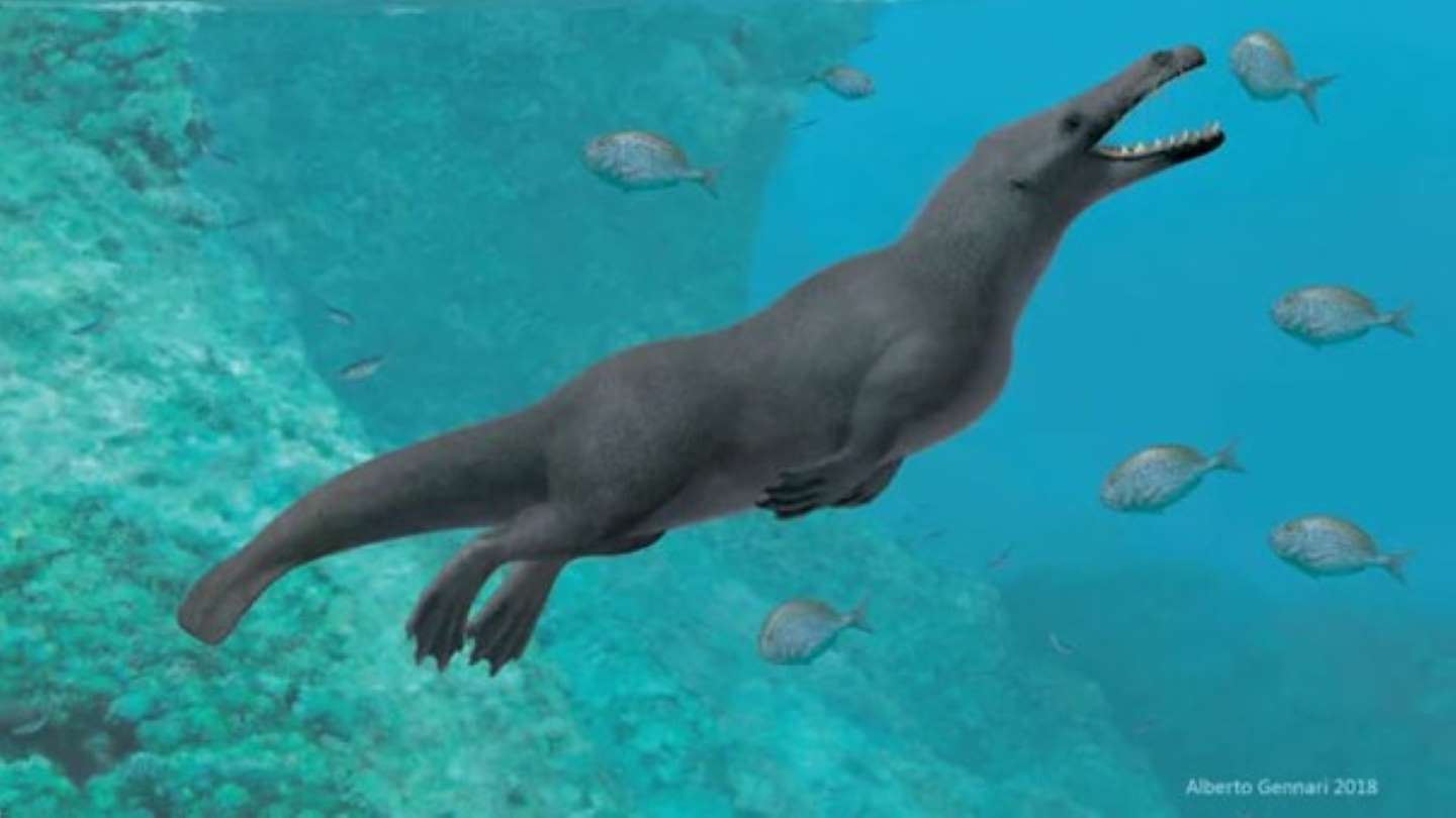 Hallan restos de una ballena con cuatro patas en Perú