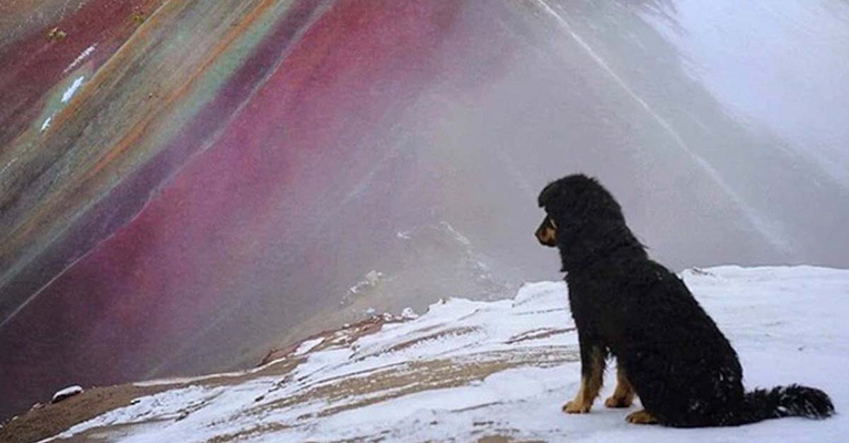 Doc, el perrito que se gana la vida siendo guía en la montaña de 7 colores en Perú