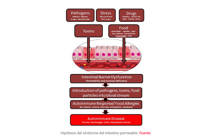El intestino permeable como teoría fisiopatológica.