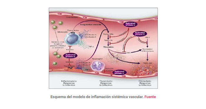 Permeabilidad intestinal como causa de enfermedades.
