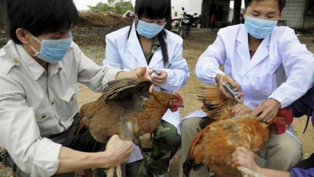ALARMA! CHINA DETECTA PELIGROSA GRIPE AVIAR H3N8 QUE ENFERMA HUMANOS!