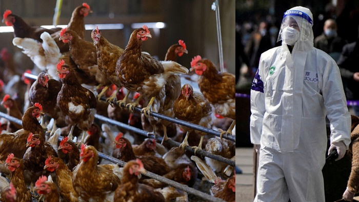 ALARM! CHINA DETECTS DANGEROUS H3N8 BIRD INFLUENZA THAT MAKES HUMAN SICK!
